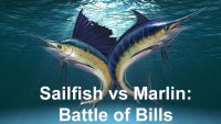 marlin vs sailfish