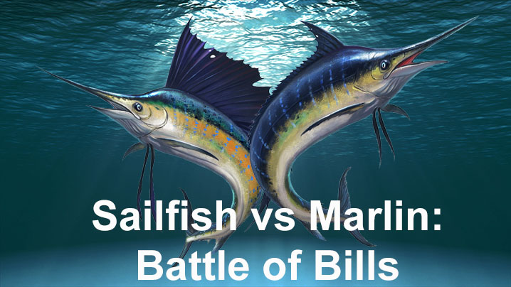 A poster of Sailfish and Blue Marlin under water 