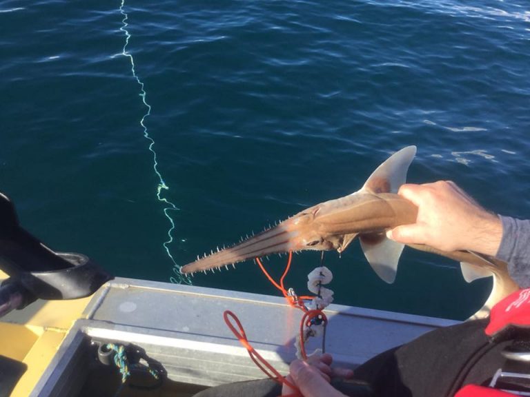 Sawfish vs. Sawshark A Quick Guide (Updated 2023)