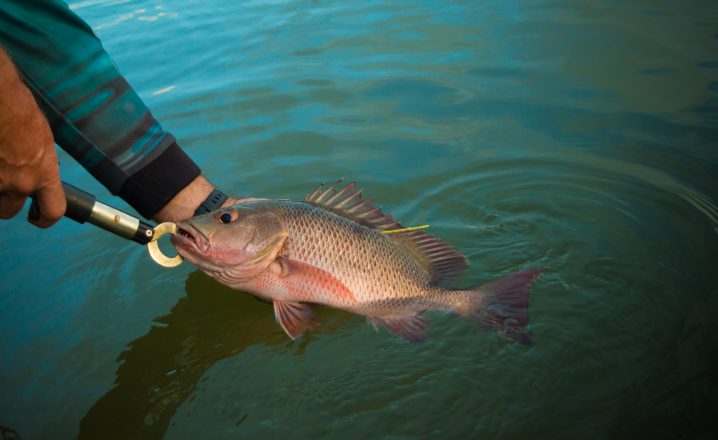 A Mangrove Snapper being held with a pair of lip grips before being safely released back into the water