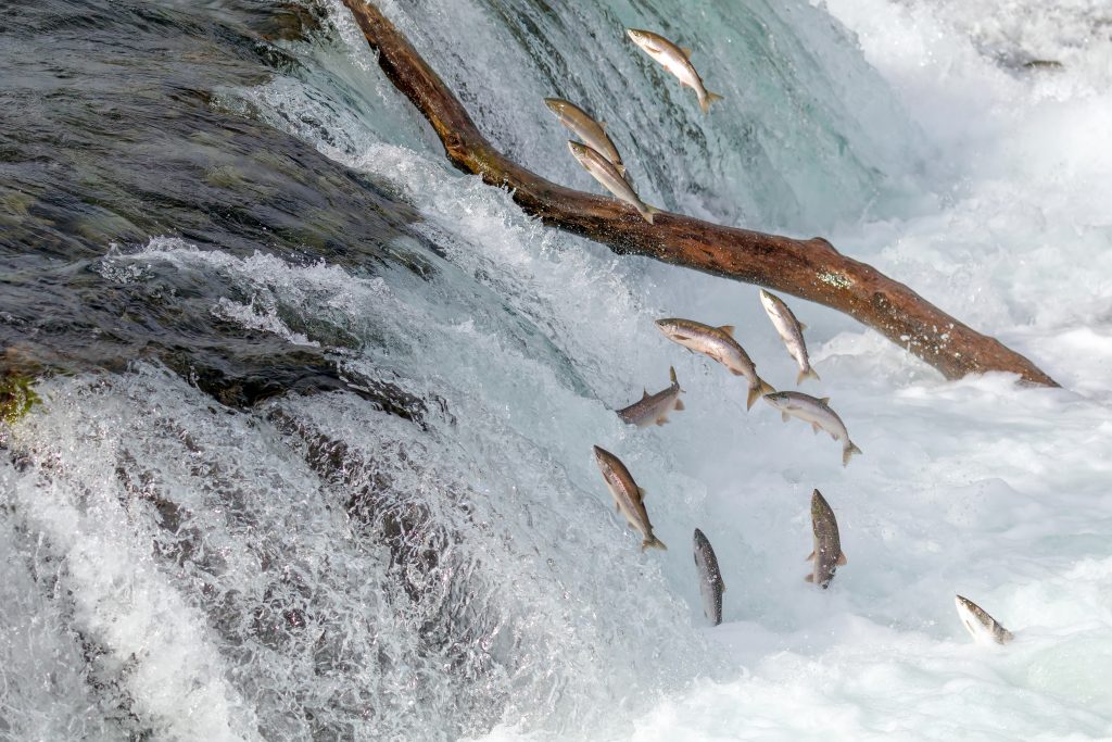 Chinook Salmon swimming upstream a waterfall