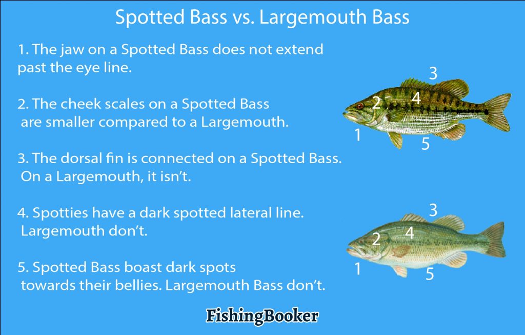 spotted bass vs. largemouth bass