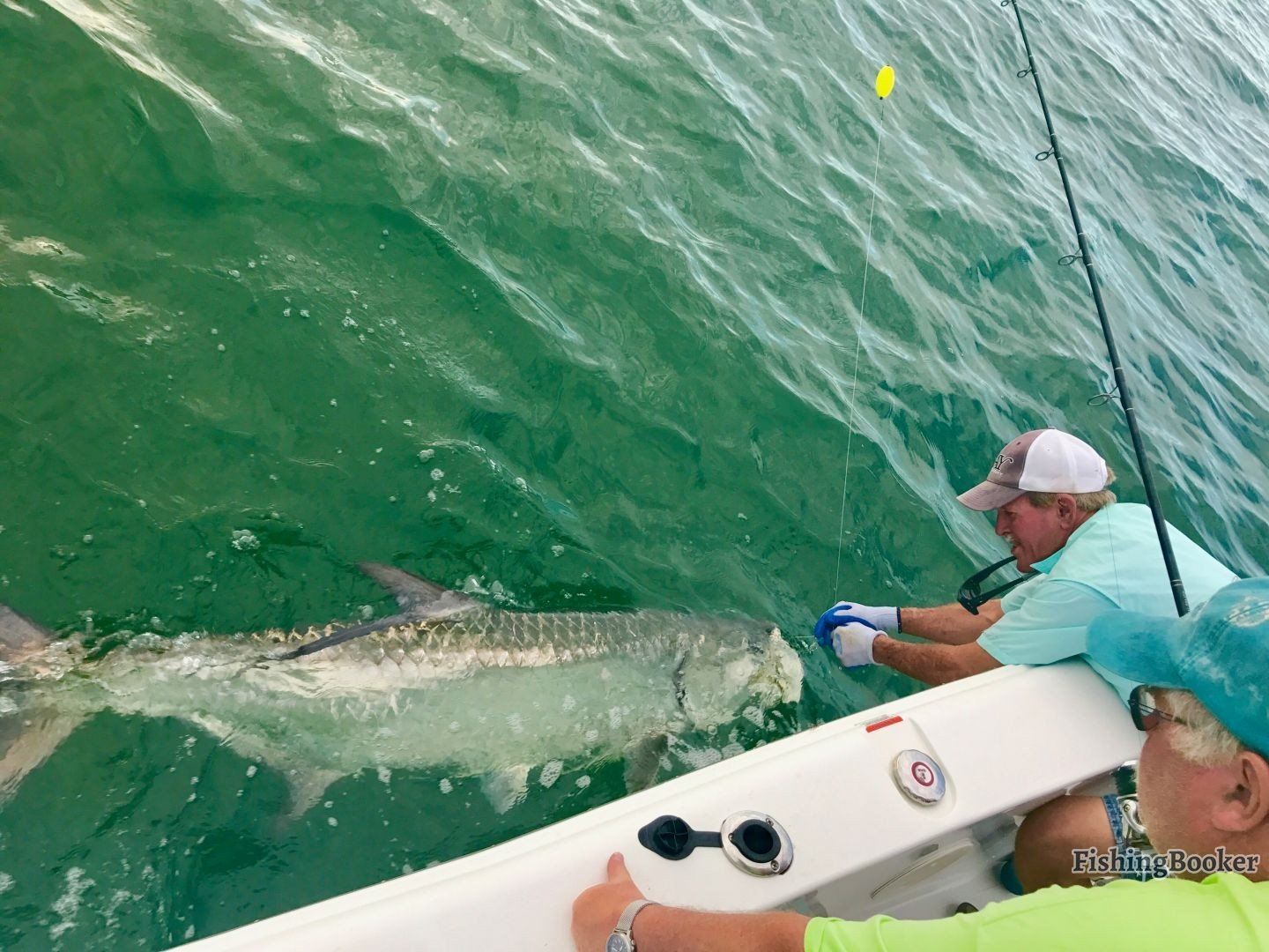 a an angler handling a tarpon he just hooked