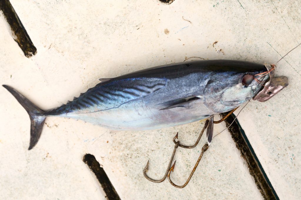 trolling bait: a small tuna on a fishing hook