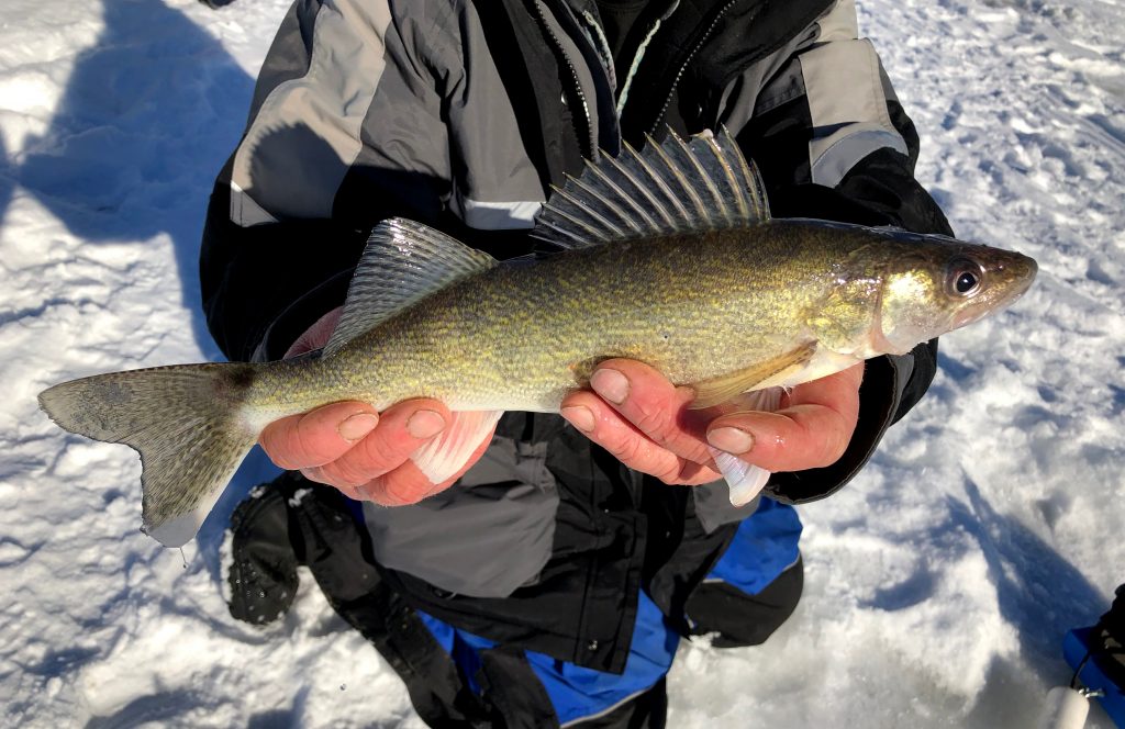 A Walleye caught while ice fishing
