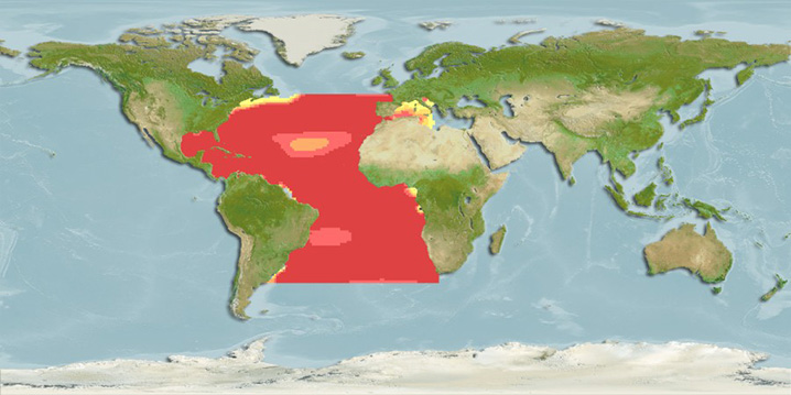 Mapa de calor do habitat dos Marlins brancos