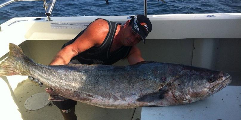 angler holding a white seabass on a boat