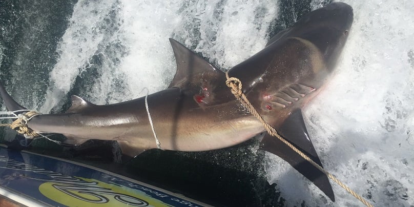 Bull Shark Fishing: Species info, charters and destinations