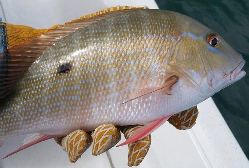 Mutton snapper just one of many fall options for South Florida saltwater  anglers