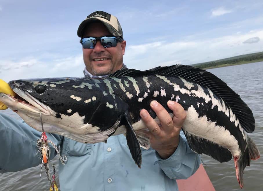 Bowfishing SNAKEHEADS!! 