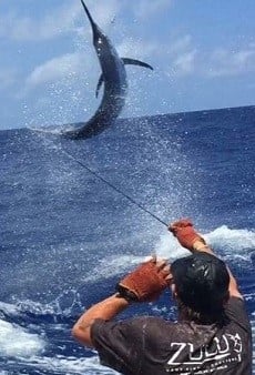 Black Marlin jumping out of the sea