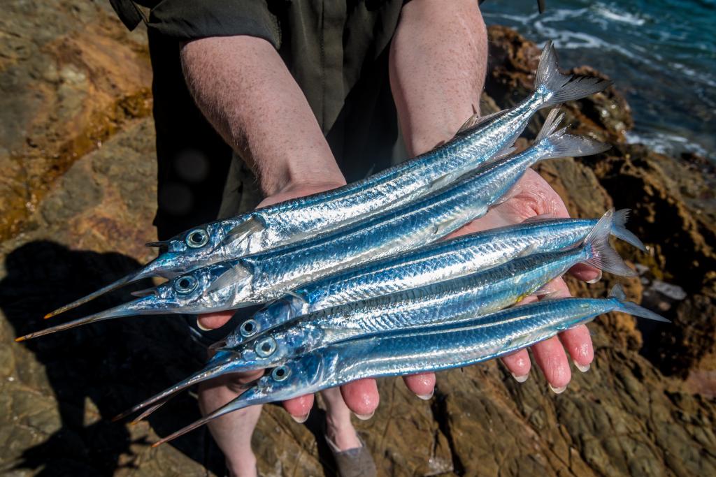 Garfish Fishing: Species info, charters and destinations