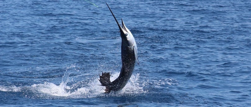 How to catch sailfish with no hooks!! 