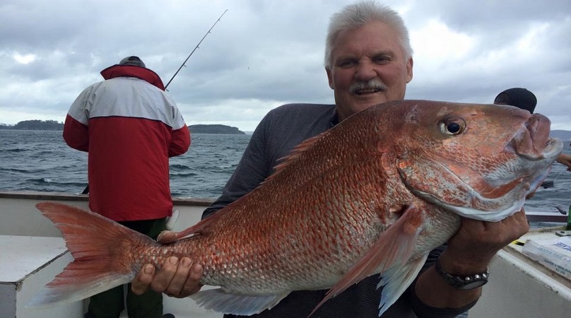 Pink Snapper Fishing: Species info, charters and destinations