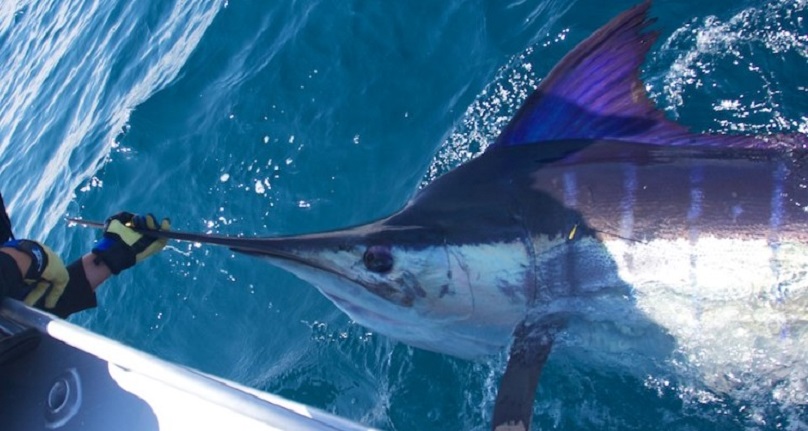 A Triple of Striped Marlin From A 15 Footer - The Fishing Website