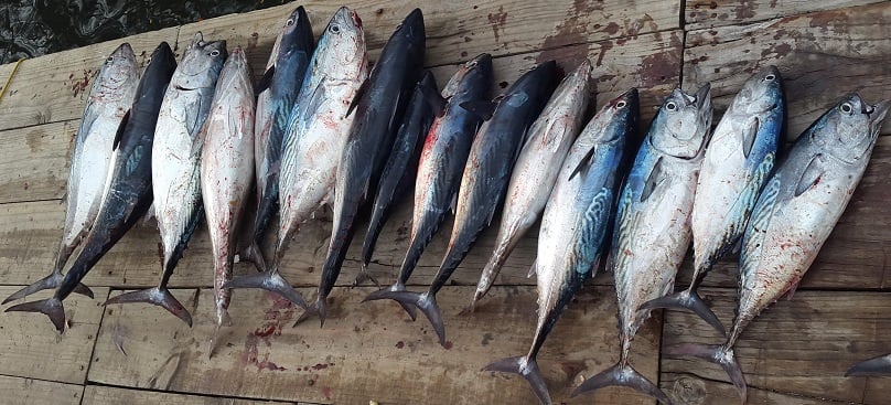 Bonito Fishing: Species info, charters and destinations