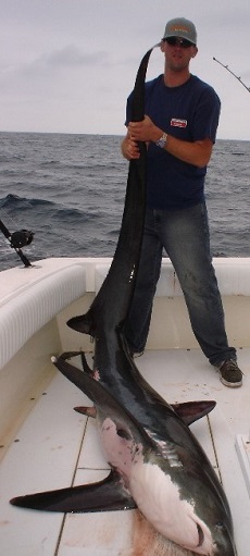 Small Thresher Shark on a fishing charter boat