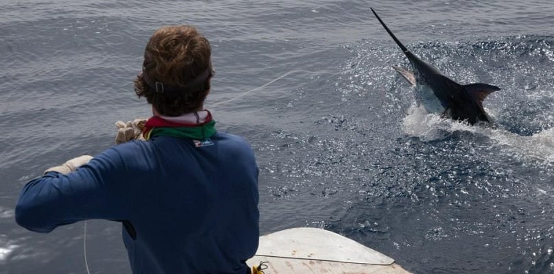 Blue Marlin: Pent-Up Violence - Anglers Journal - A Fishing Life