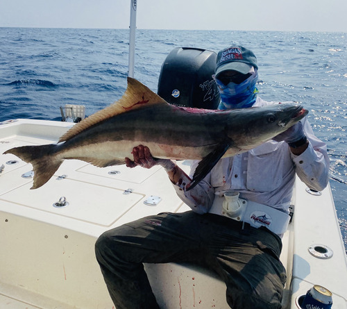 38lb cobra